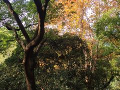 -东湖落雁景区