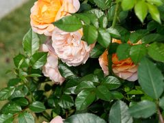 -人民公园(罗湖区)