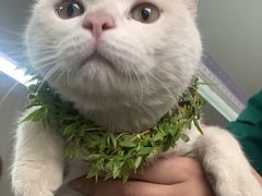 -纳吉亚猫专科动物诊疗中心(蒋宅口分院)