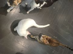 -猫色咖啡·猫咖