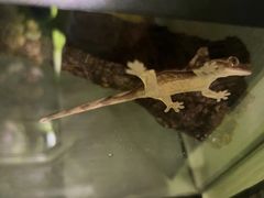 -酷以爬仙阁实体爬宠店·守宫·蜥蜴·专业繁育