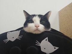 -伟伟宠物医院·瑞派猫友好医院·猫科(光谷店)