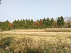 -上海长兴岛郊野公园