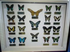 -上海昆虫博物馆