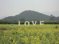 景点-北京东方普罗旺斯薰衣草庄园