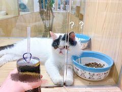 -屋虎猫馆(宝安大仟里店)