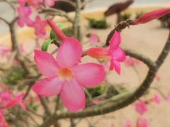 -深圳仙湖植物园