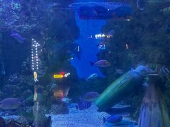 -烟台海昌鲸鲨海洋公园