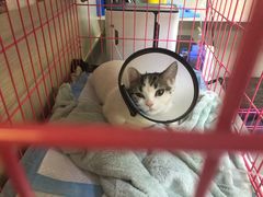 -喜多萌中农锦绣动物医院24H·猫科·牙科MRI·CT