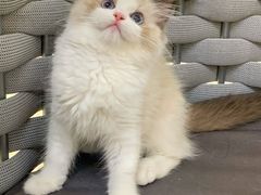 -lincat·猫舍(广州店)