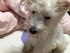 -翊宠yipet猫狗购宠庄园犬舍•猫舍