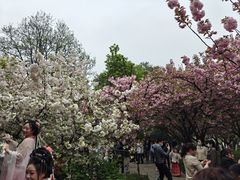 -西安青龙寺遗址景区