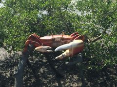 -北海金海湾红树林生态旅游区