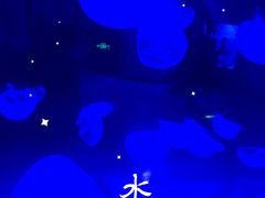 -芜湖新华联大白鲸海洋公园