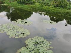 -御霞苑泥烩鸡休闲农庄