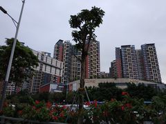 -坂田天虹