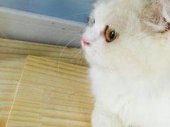 -喵的天空名猫咖啡馆·撸猫·猫舍·用品