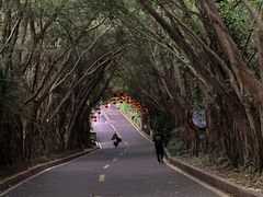 -大屏嶂森林公园