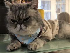 -楼上猫咖(罗湖店)