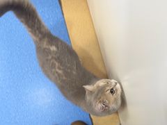 -天使宠物医院·犬猫分诊(彩虹店)