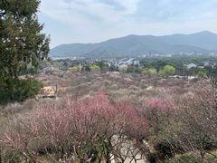-香雪海