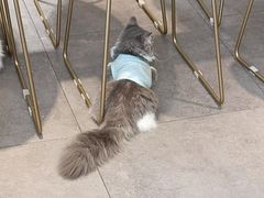 -飞行喵MR PILOT|猫舍·猫咖(静安大融城店)