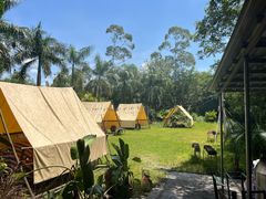 -芭厘·农庄老字号.电饭煲五指毛桃焗鸡