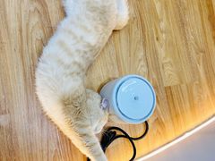 -COLOR PETS 撸猫馆·购猫·猫咖(长风大悦城店)