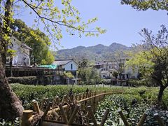 -野蔓果·山野菜(西湖景区·龙井茶田店)