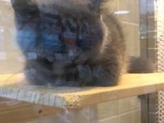 -1013 PET SHOP 宠物商店(近铁城市广场店)