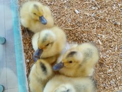 -怪兽屋·羊驼·猫咖·狗咖(俊华广场店)