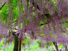 -嘉定紫藤园