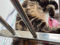 -爱佳宠物中心医院24H·CT·骨外科·猫专科(瑶海万达店)