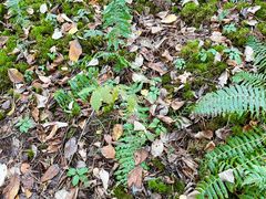 -五营红松林海景区