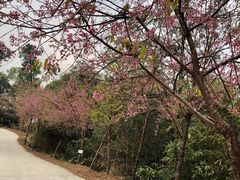 -南丹山森林王国