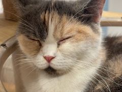 -楼上猫咖(罗湖店)