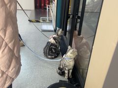 -瑞派伍一宠物医院·眼科·骨科·猫科转诊中心(马王堆院)