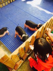 -萌宠亲子动物乐园(槐房万达店)