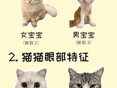 -翊宠yipet猫狗购宠庄园犬舍•猫舍