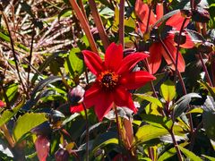 -墨尔本皇家植物园