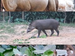 -广州长隆野生动物世界