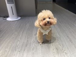 -卡门舞蹈