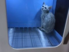 -十年猫舍·猫咪专门店(普陀店)