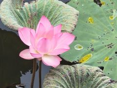-荔湾湖公园