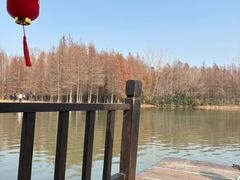 -溱湖国家湿地公园