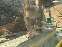 -栾川竹海野生动物园