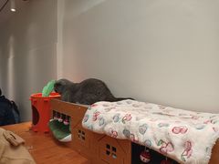 -有猫主题·治愈系猫咖(曾厝垵店)