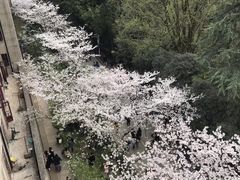-武汉大学-樱园