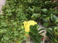 金钱草-曲阳花鸟市场(曲阳路店)