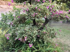 -广州莲花山旅游区